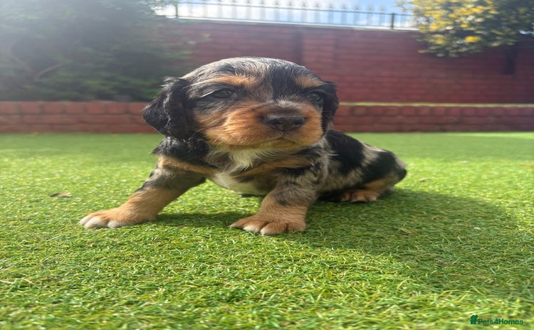Cocker Spaniel dogs - Advert 10