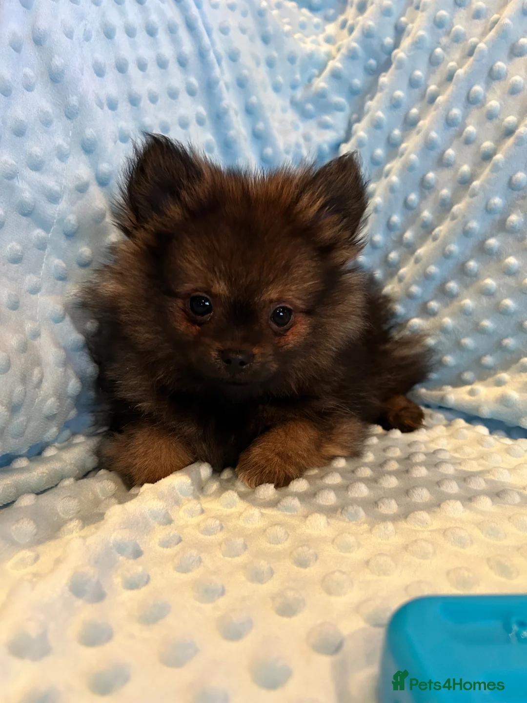 Pomeranian dogs for sale: pom pups in Lingfield - Advert 13