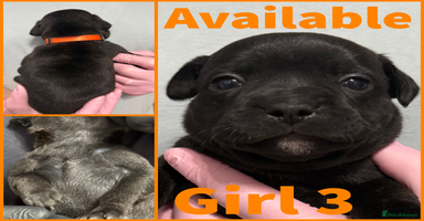 Staffordshire Bull Terrier dogs - Advert 14