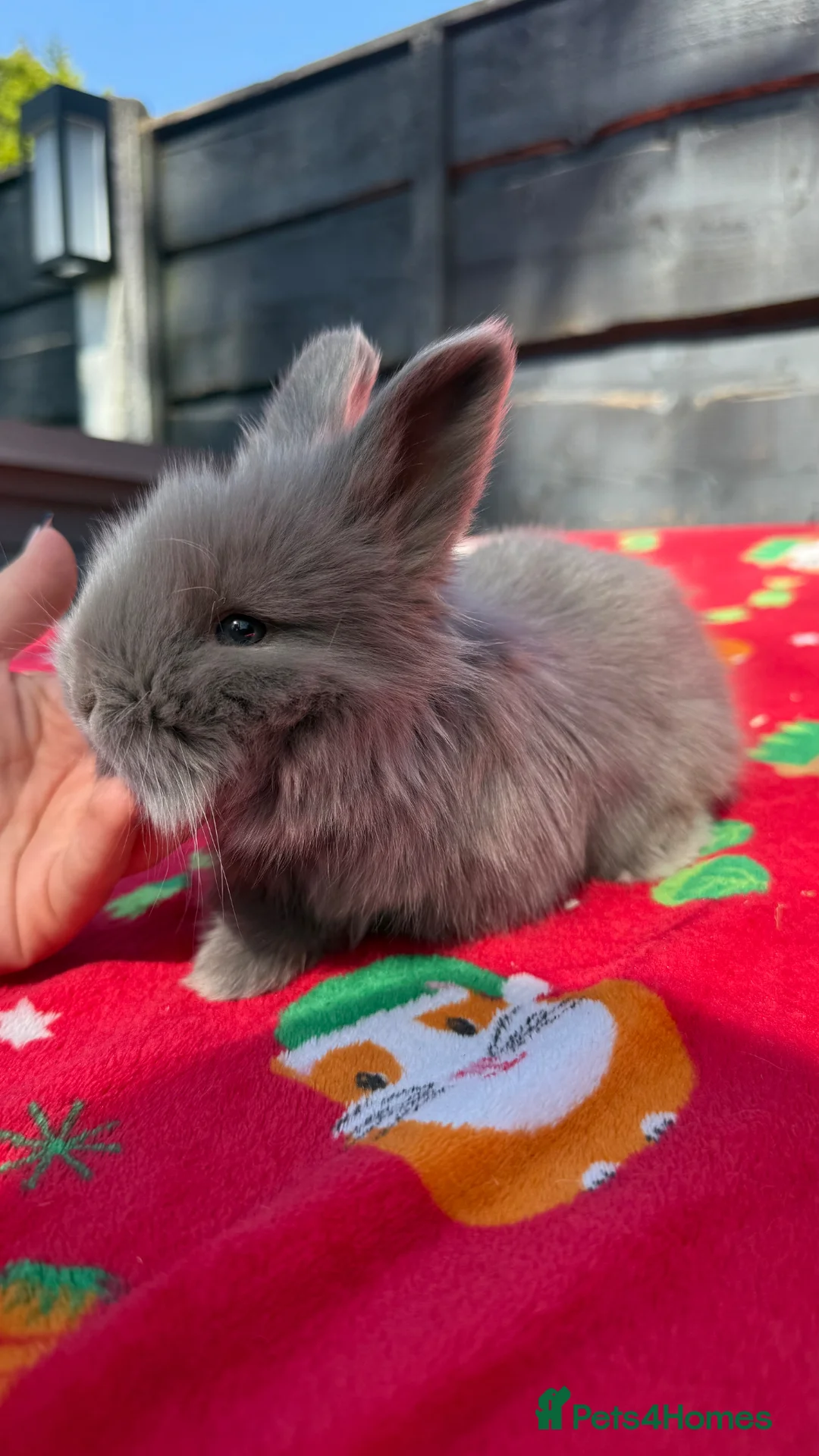 Angora rabbits for sale: Beautiful Full Faced English Angora Boy - Advert 6