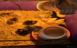 Chickens poultry for sale: Bantam chicks  - Image 1