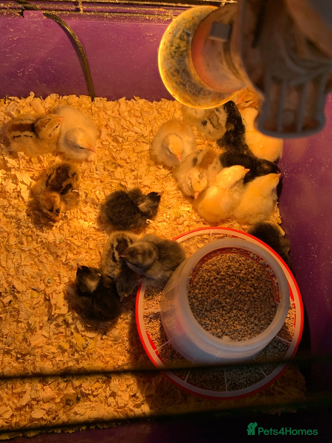 Chickens poultry for sale: Bantam chicks  - Image 1