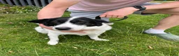 Mixed Breed dogs for adoption: Sweet calm Freya  - Advert 2