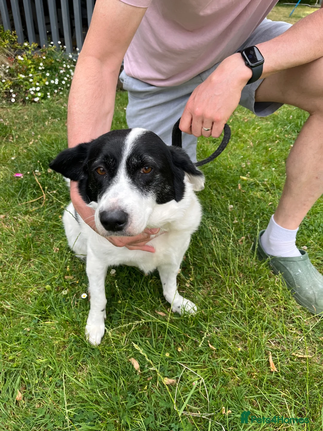 Mixed Breed dogs for adoption: Sweet calm Freya  - Advert 2