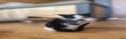 Mixed Breed cats for sale: Healthy Domestic Housecats, Father Unknown - Advert 11