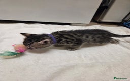 Bengal cats for sale: Beautiful 1/2 bengal kittens - Image 10