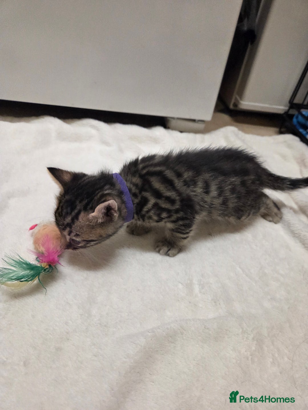 Bengal cats for sale: Beautiful 1/2 bengal kittens - Image 10