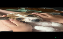 Mixed Breed dogs for sale: adorable Lurcher puppies - Image 21