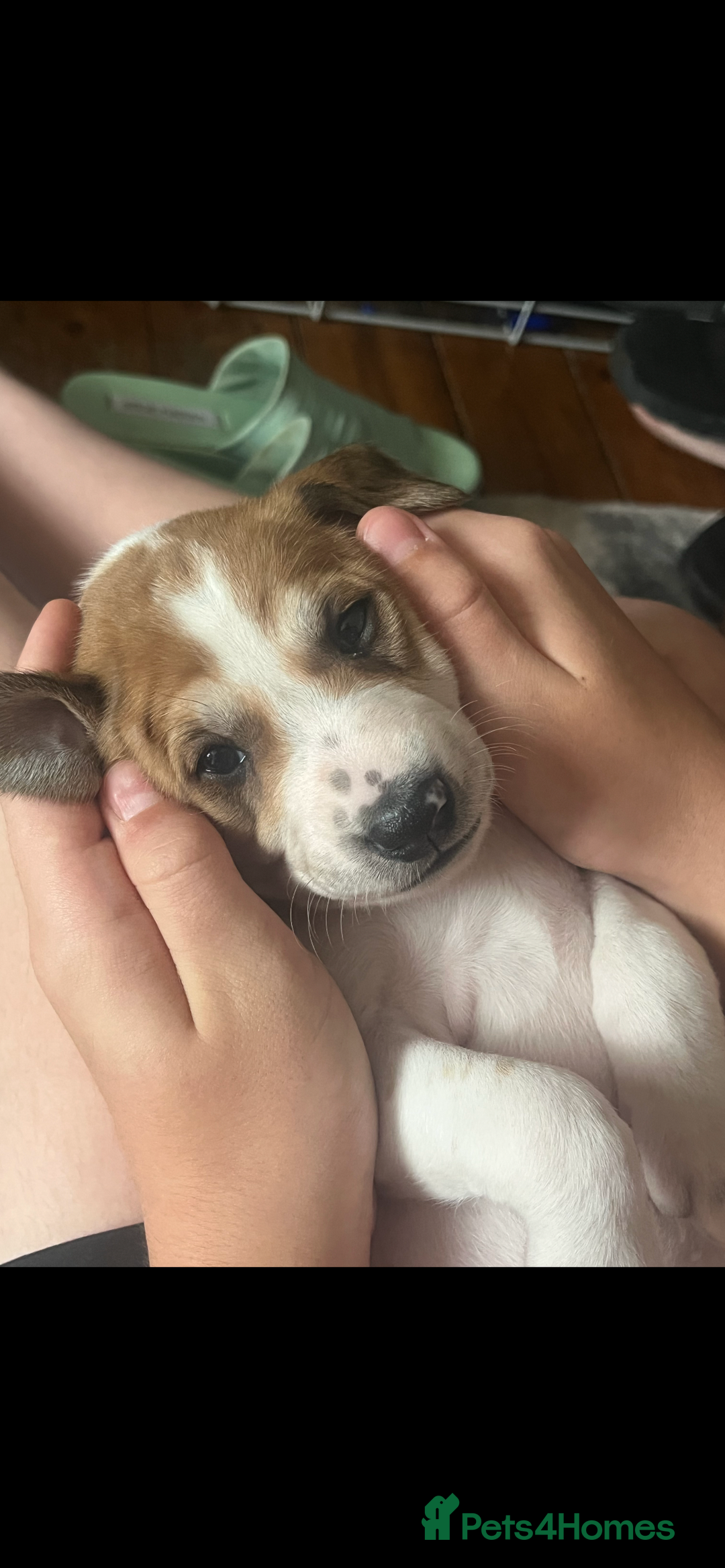 Mixed Breed dogs for sale: adorable Lurcher puppies - Image 21