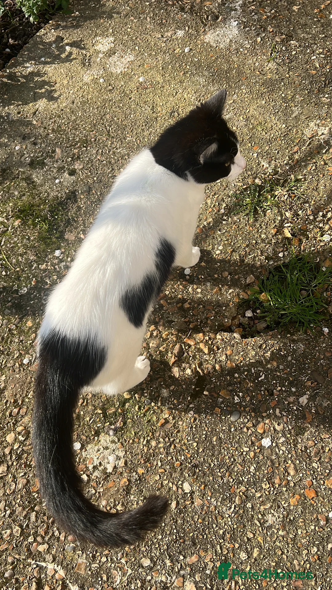 Ragdoll cats for sale:  male cat - Advert 2