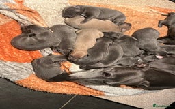 Whippet dogs for sale: KC registered Whippet pups - Image 3
