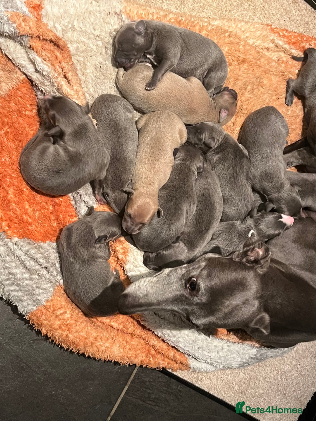 Whippet dogs for sale: KC registered Whippet pups - Image 3