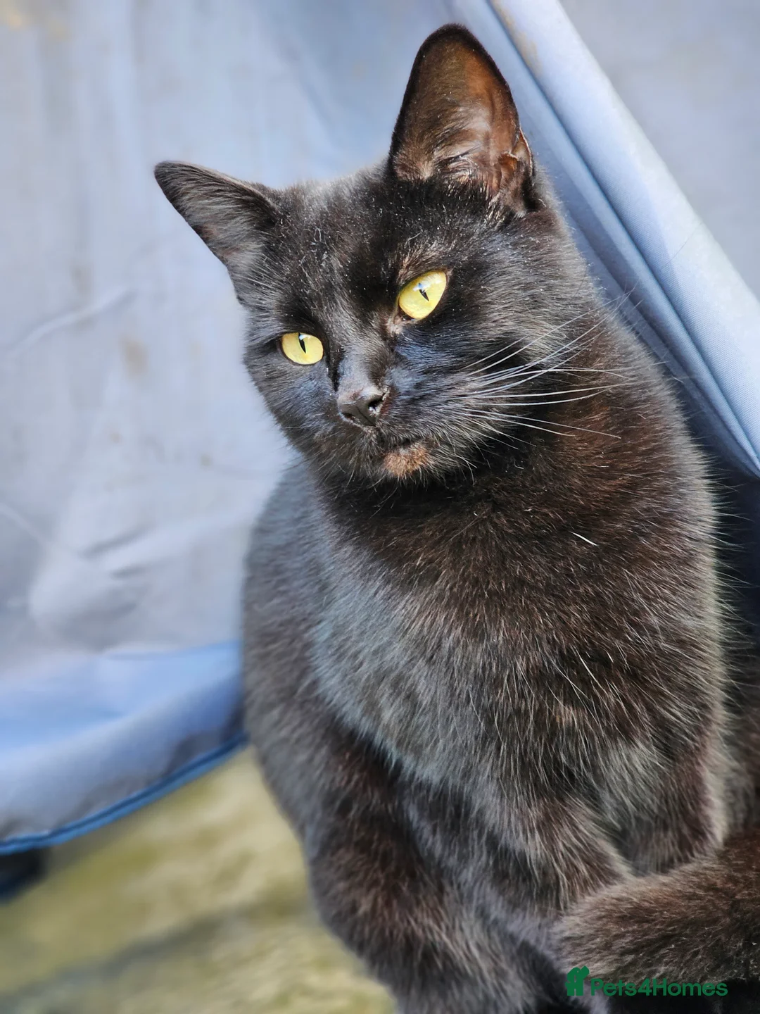 British Shorthair cats for sale: FREE🏡very timid girl cat needing a new home. - Advert 2