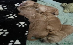 Cockapoo dogs for sale: 4 beautiful cockapoo puppies can be now be viewed  - Image 13