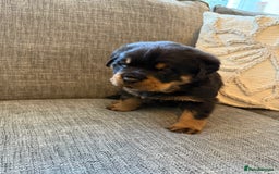 Rottweiler dogs for sale: Rottweiler puppies  - Image 20