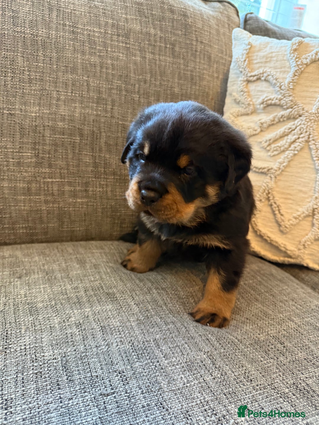 Rottweiler dogs for sale: Rottweiler puppies  - Image 20