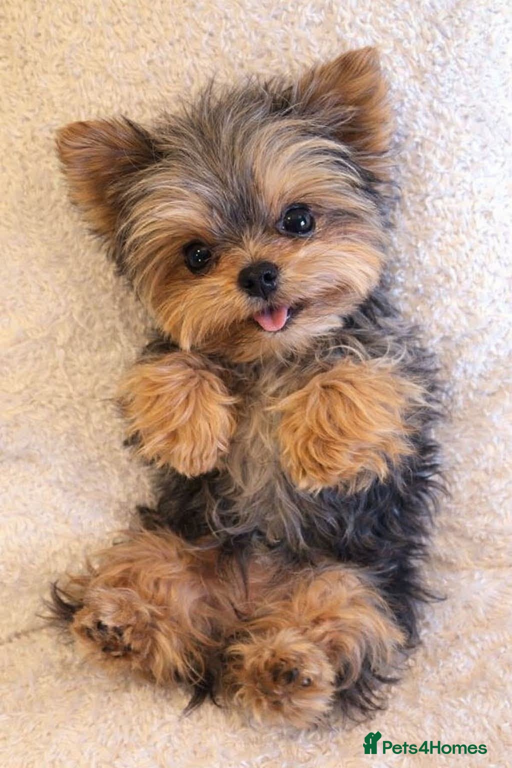 Yorkshire Terrier dogs Yorkie for a new home  - Advert 4