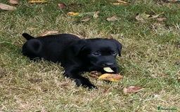 Labrador Retriever dogs for sale: Gorgeous Labrador puppies for sale  - Image 5