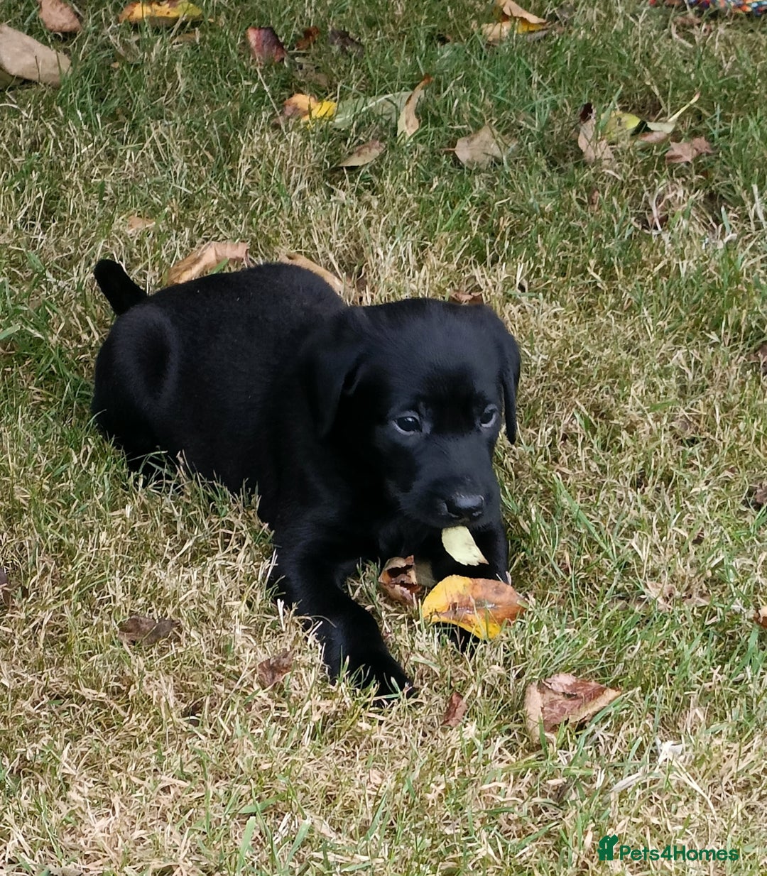 Labrador Retriever dogs for sale: Gorgeous Labrador puppies for sale  - Image 5