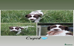 Mixed Breed dogs for sale: English Springer Spaniel Cross  - Image 1