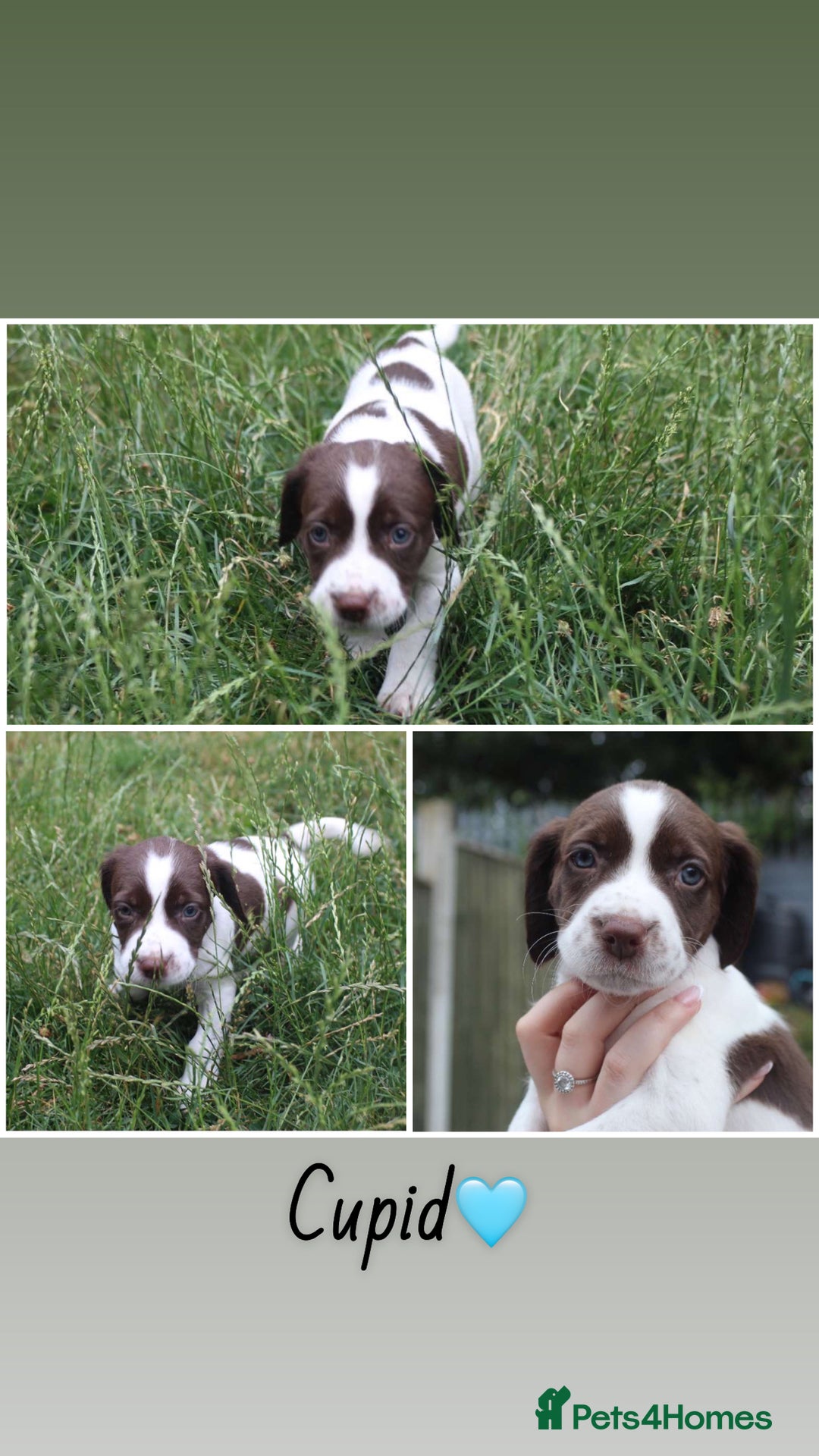 Mixed Breed dogs for sale: English Springer Spaniel Cross  - Image 1