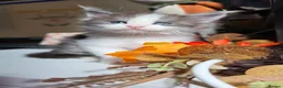 Maine Coon cats for sale: Ready now Stunning Maine coon kittens  - Advert 25