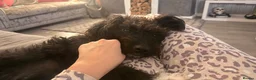 Patterdale Terrier dogs for sale: Lovely patterdale for sale in Liverpool - Advert 3