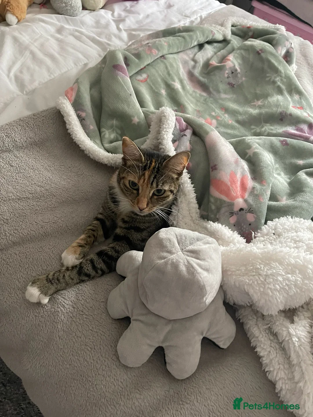 Mixed Breed cats for sale: Trixie- Mixed Breed - Advert 2