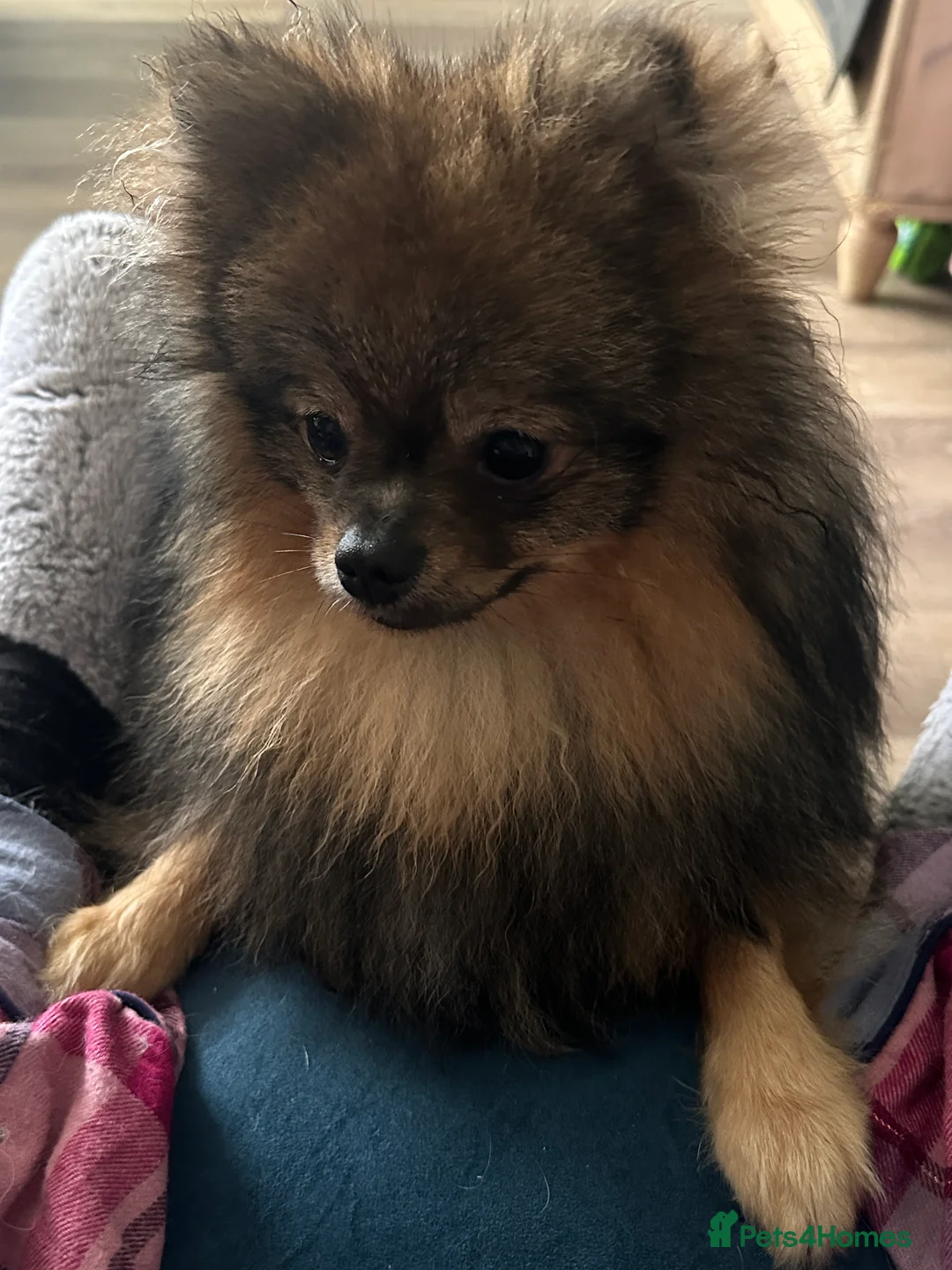 Pomeranian dogs for sale: Beautiful Boy Pomeranian, Quinn - Advert 4