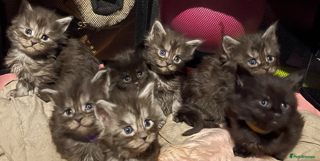 Maine Coon cats for sale: Pure Maine coon kittens  - Advert 2