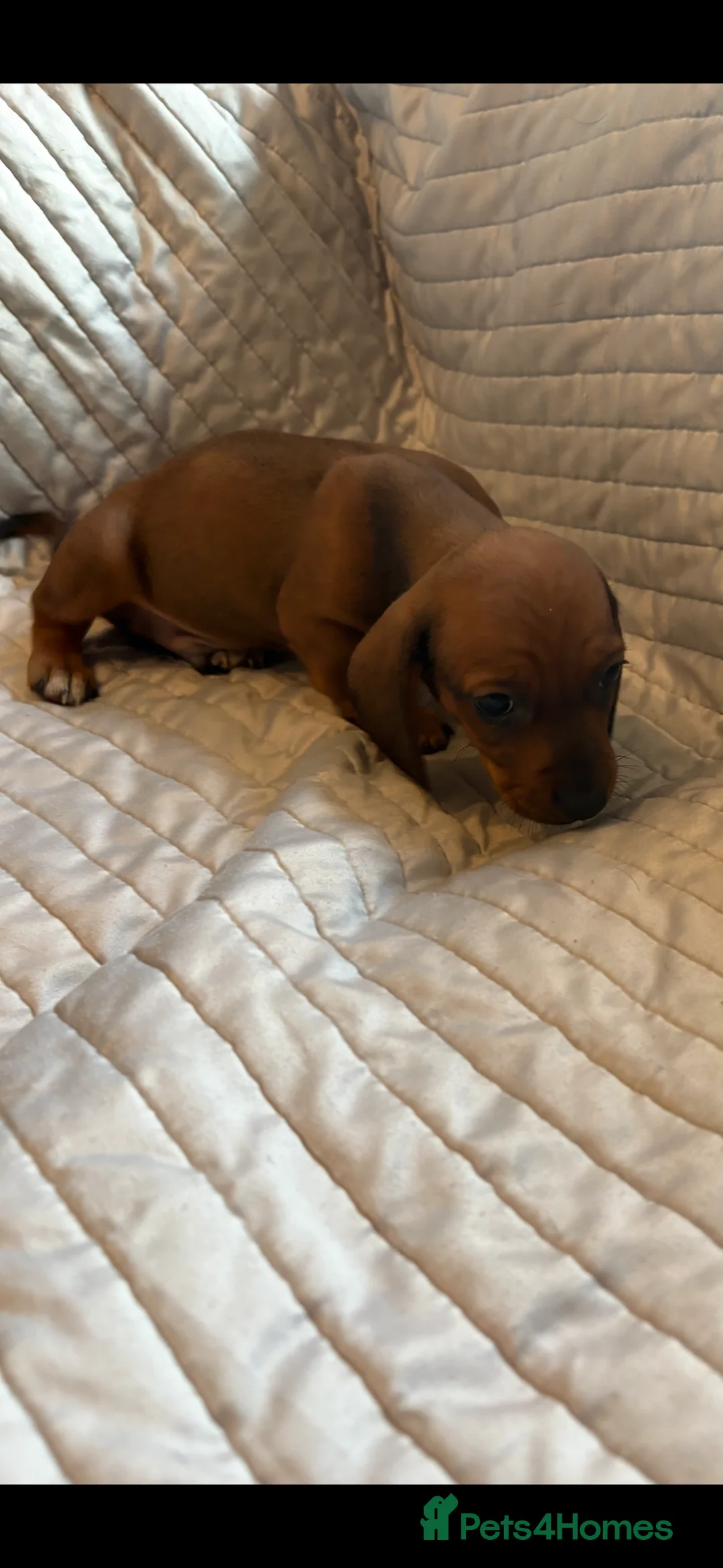 Dachshund dogs for sale: Standard Dachshund puppies for sale  - Advert 3