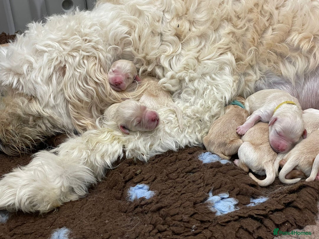 Double Doodle dogs for sale: Double doodle litter born 24/07/25 - Image 26