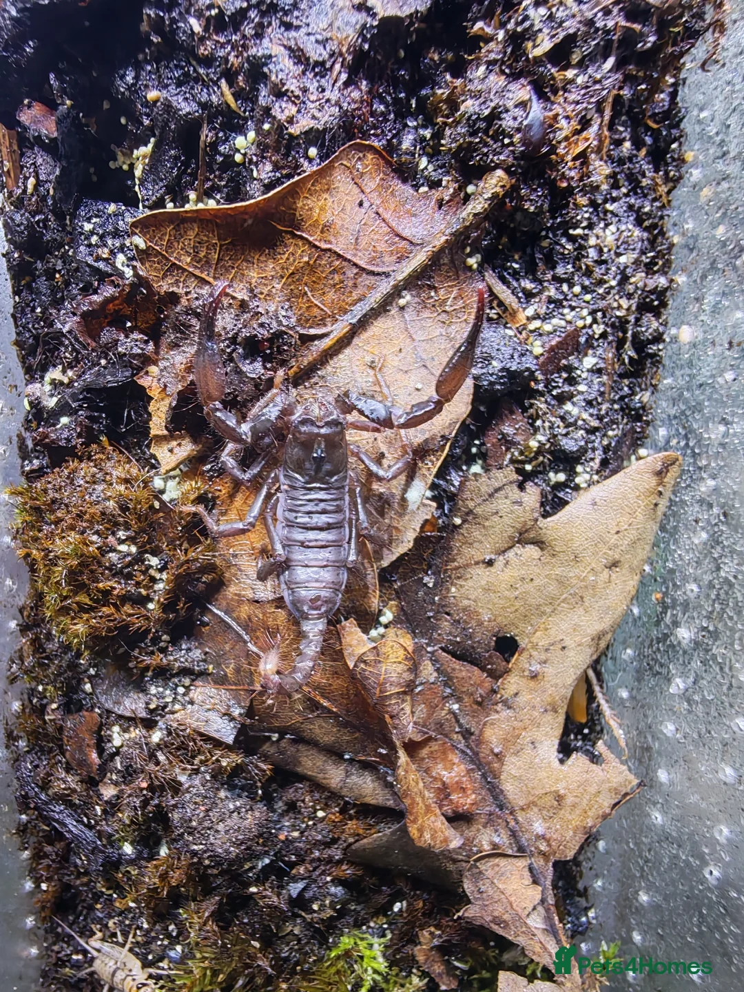 Scorpions invertebrates for sale: Asians forest scorpions  in Bromley - Advert 2