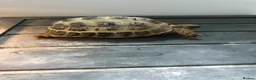 Tortoise reptiles for sale: Horsefield Tortoise  - Advert 2