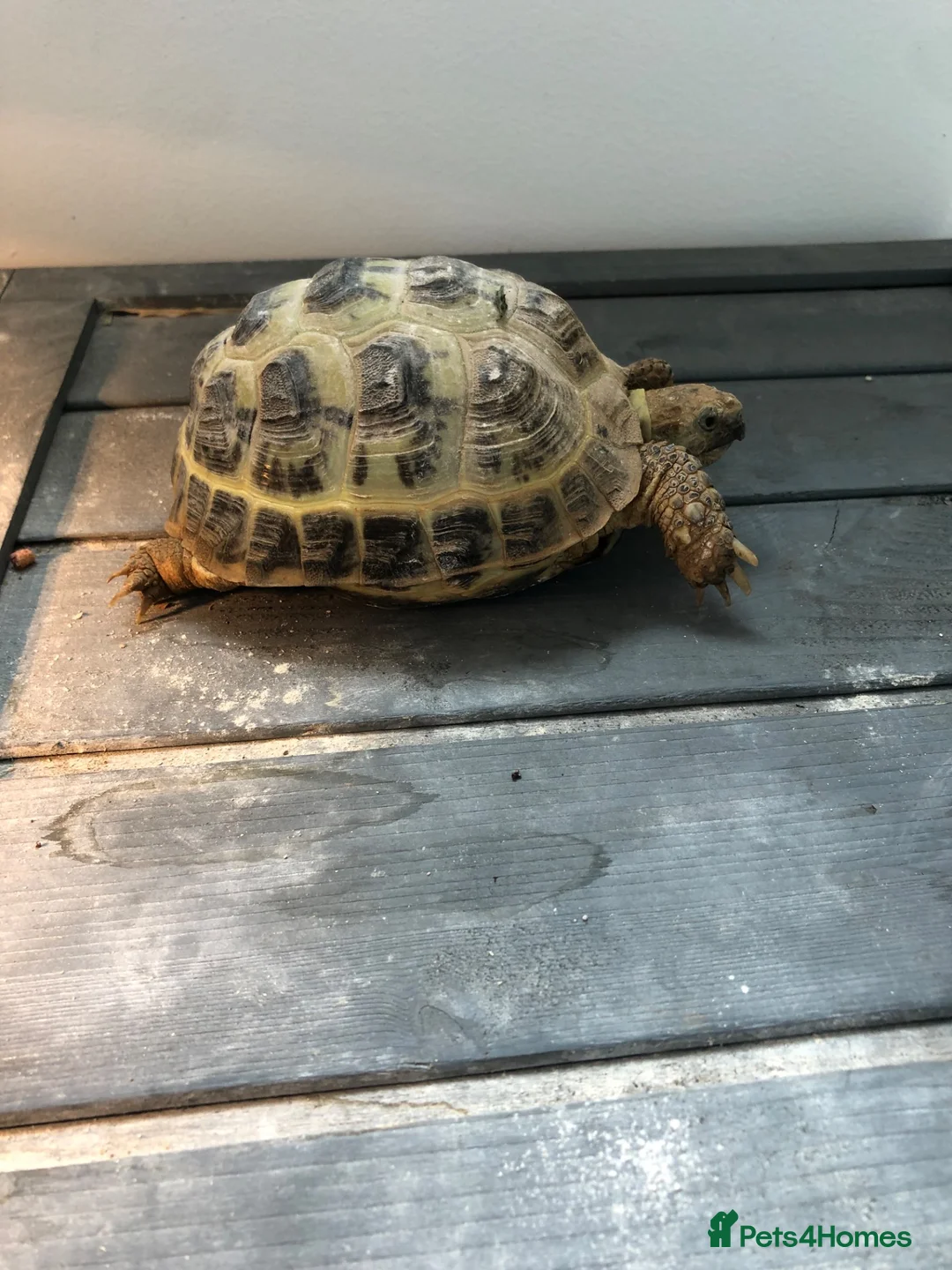 Tortoise reptiles for sale: Horsefield Tortoise  - Advert 2