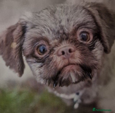 Shih Tzu dogs Imperial Chocolate Shih Tzu puppies - Advert 1