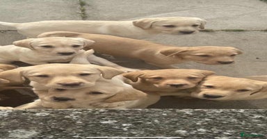 Labrador Retriever dogs - Advert 5