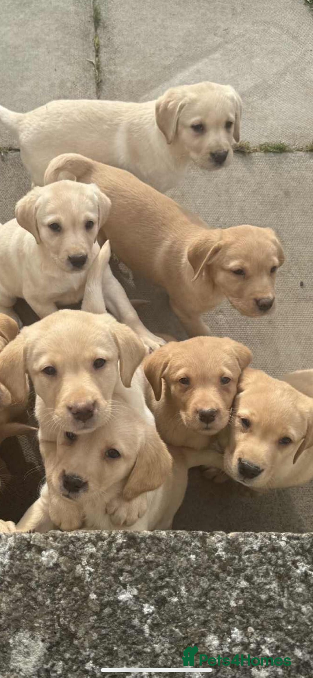 Labrador Retriever dogs for sale: Lab pups - Image 3