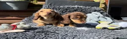 Miniature Dachshund dogs for sale: Miniature long-haired Dauchund, kc, puppies  - Advert 33