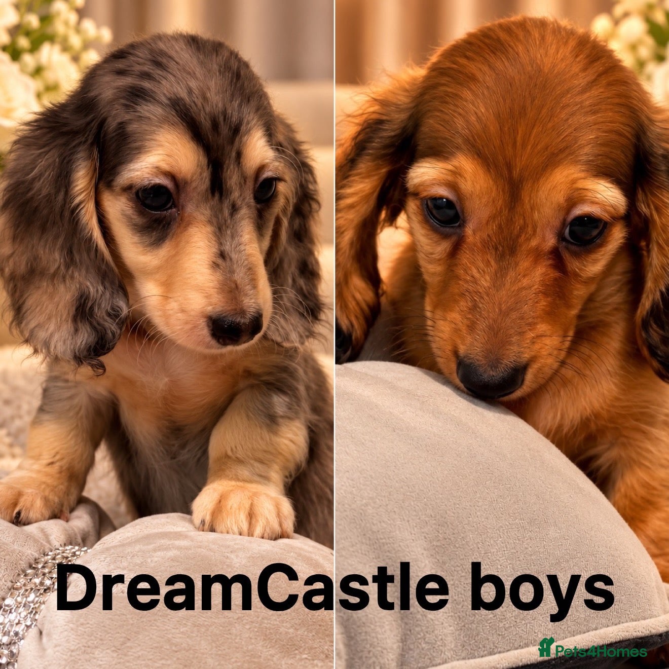 Miniature Dachshund dogs for sale: READY NOW Kc reg boys & girls - Advert 14