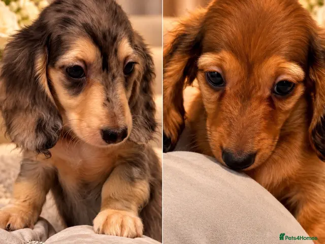 Miniature Dachshund dogs for sale: READY NOW Kc reg boys & girls - Advert 14