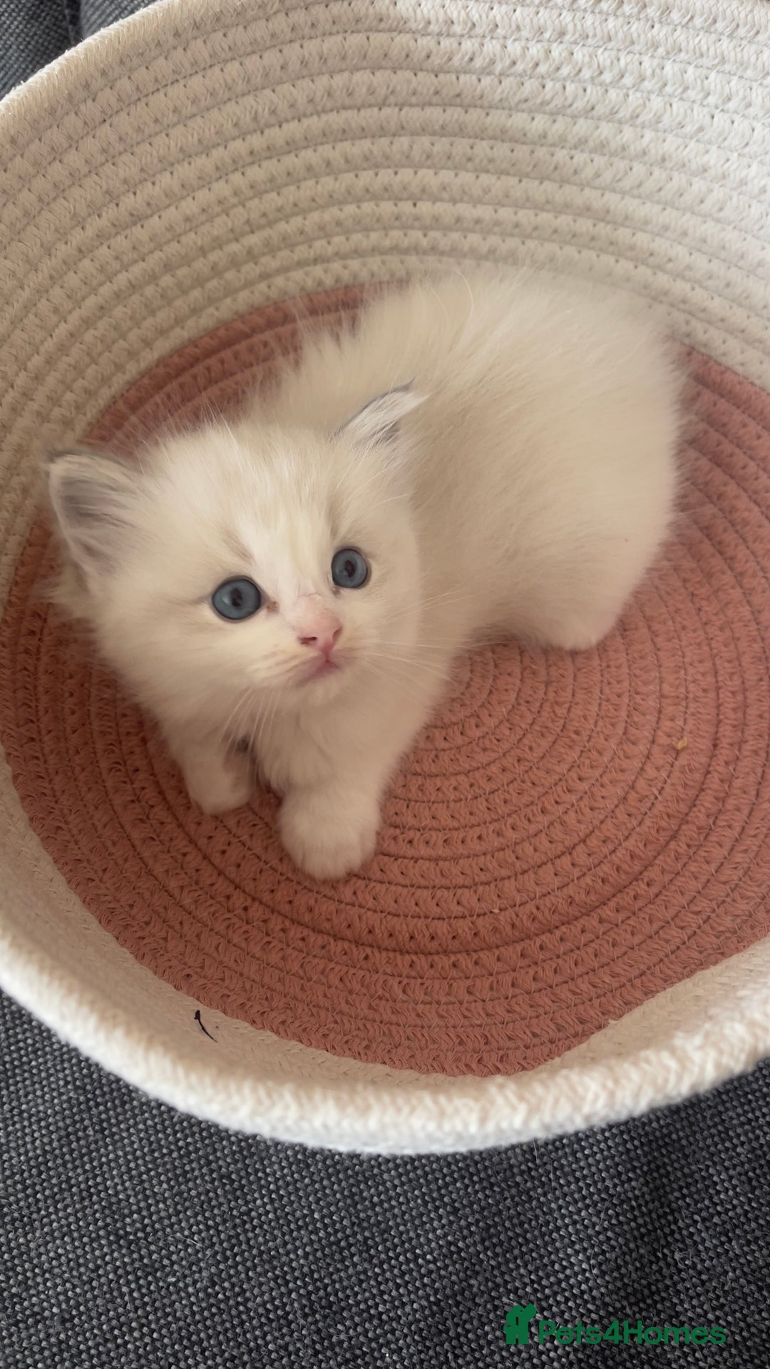 Ragdoll cats for sale: Beautiful Ragdoll Kittens Ready for Reservaton! 🐾 - Image 6