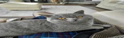 British Shorthair cats for sale: Pedigree british shorthair male for sale  - Advert 3