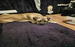 Cane Corso dogs for sale: Cane Corso Male - Image 2