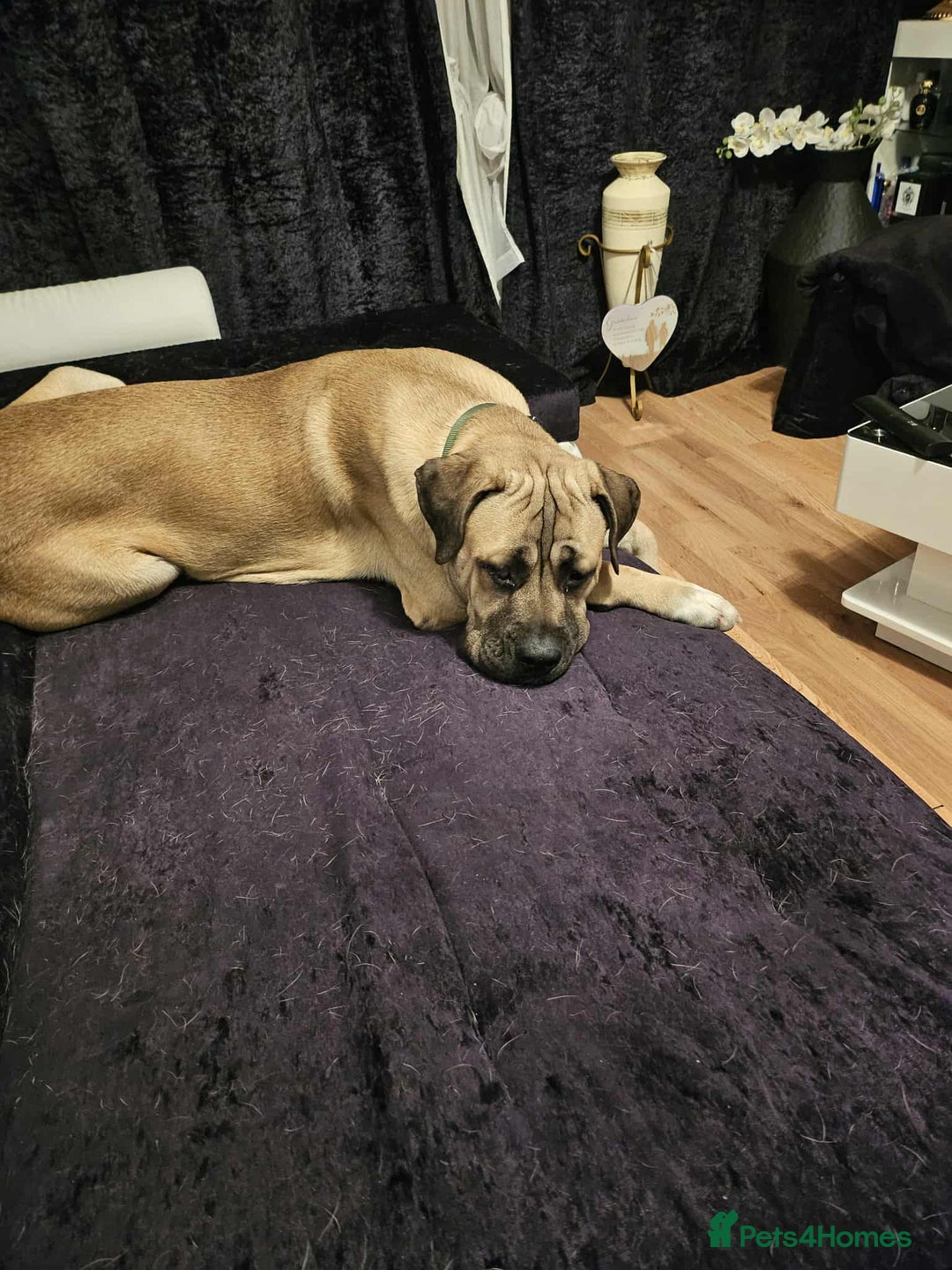 Cane Corso dogs for sale: Cane Corso Male - Image 2