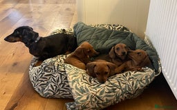 Miniature Dachshund dogs for sale: 🌭 Little Sausages Looking for Big Love! ❤️🐾 - Image 25