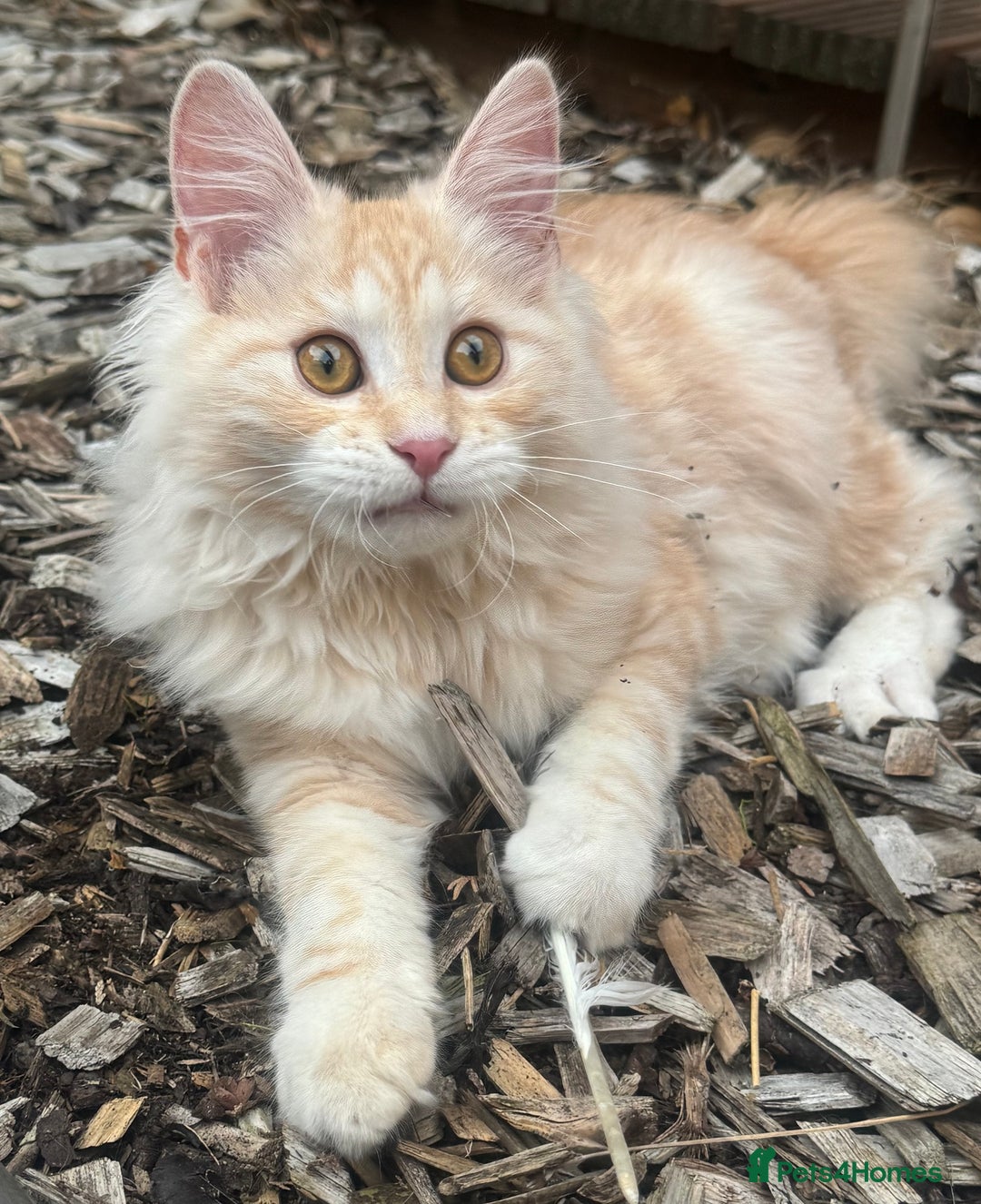 Kurilian Bobtail cats for sale: Cute purebreed Kurilian bobtail kitten available  - Image 7