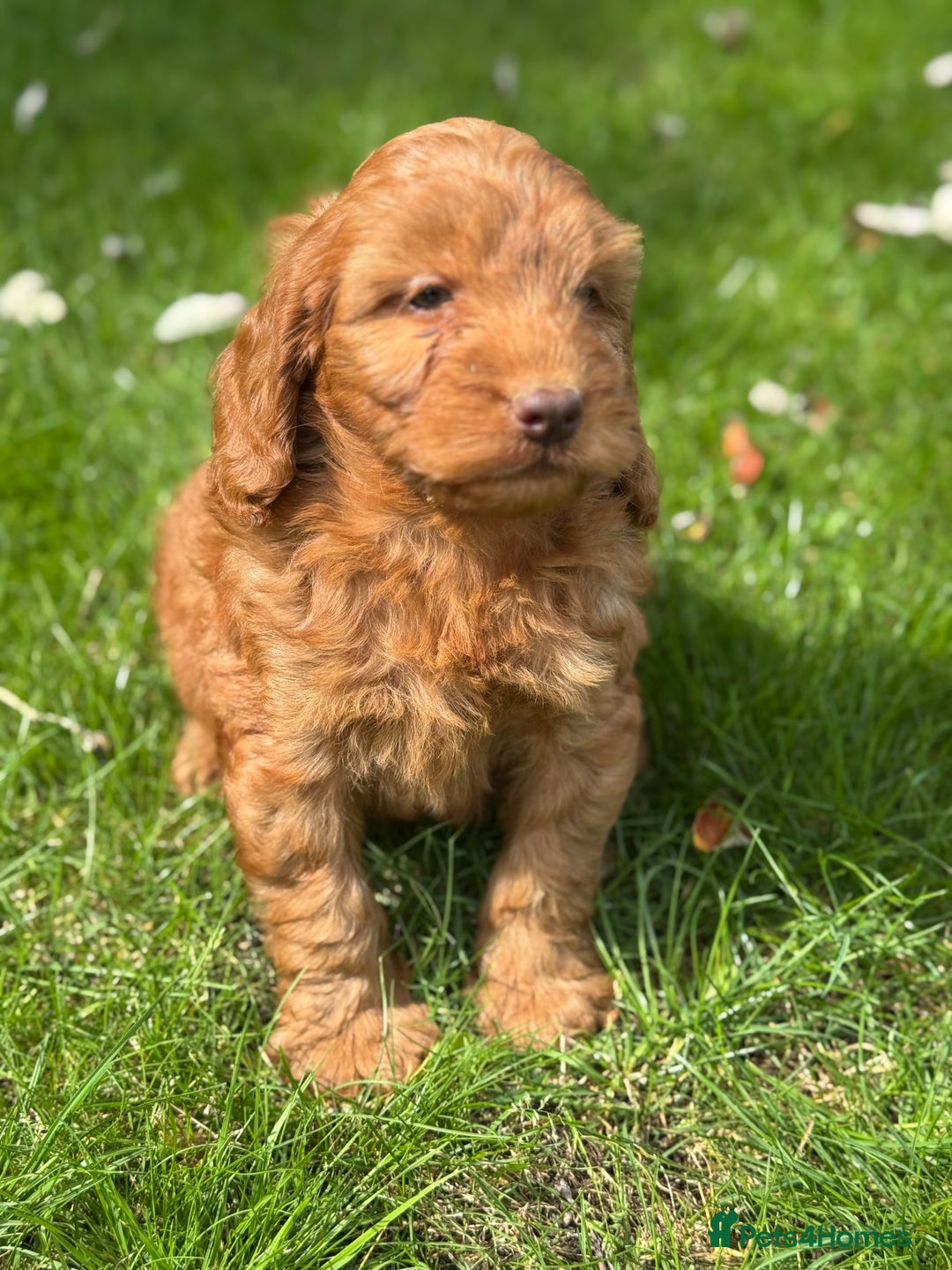 Cockapoo dogs for sale: BEAUTIFUL RED F1 COCKAPOO’S HEALTH TESTED PARENTS  - Image 21