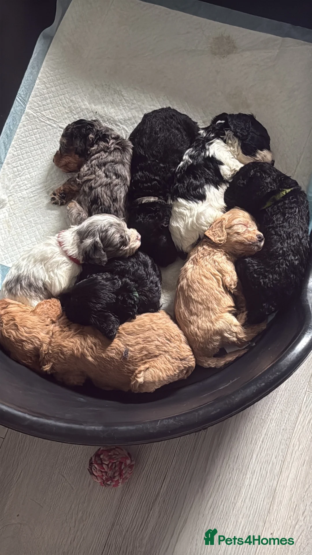 Mixed Breed dogs for sale: 🐶 🐾 Beautiful Cavapoochon Puppies 🐾 - Advert 1