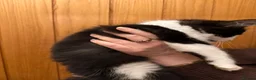 Maine Coon cats for sale: Four gorgeous Maine Coons left! - Advert 10